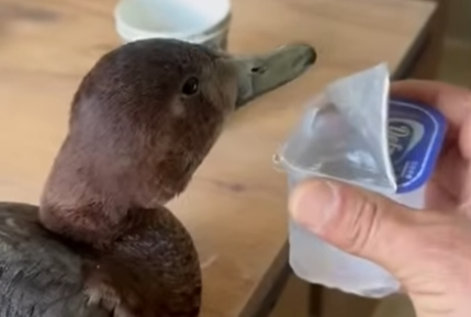 Kastamonu’da Yaralı Ördeğe Şantiye İşçisinden Duyarlı Davranış1