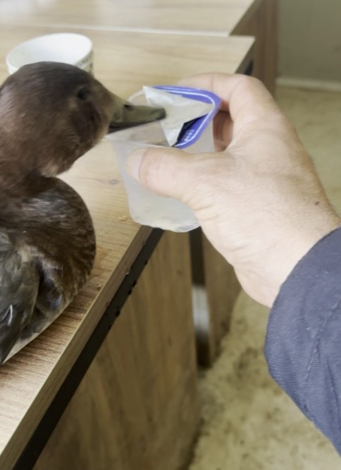 Kastamonu'da Yaralı Ördek Buldu Çocuğu Gibi Baktı! 4