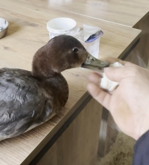 Kastamonu'da Yaralı Ördek Buldu Çocuğu Gibi Baktı! 6