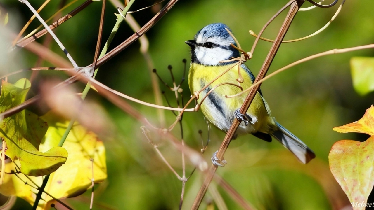 Kastamonu’dan Kerti̇k 2025’E Anlamlı Başarı (3)
