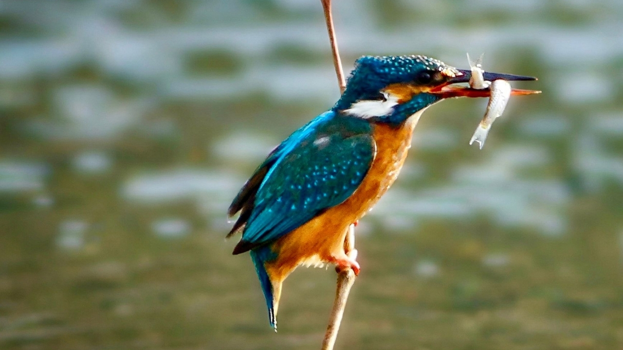 Kastamonu’dan Kerti̇k 2025’E Anlamlı Başarı (5)