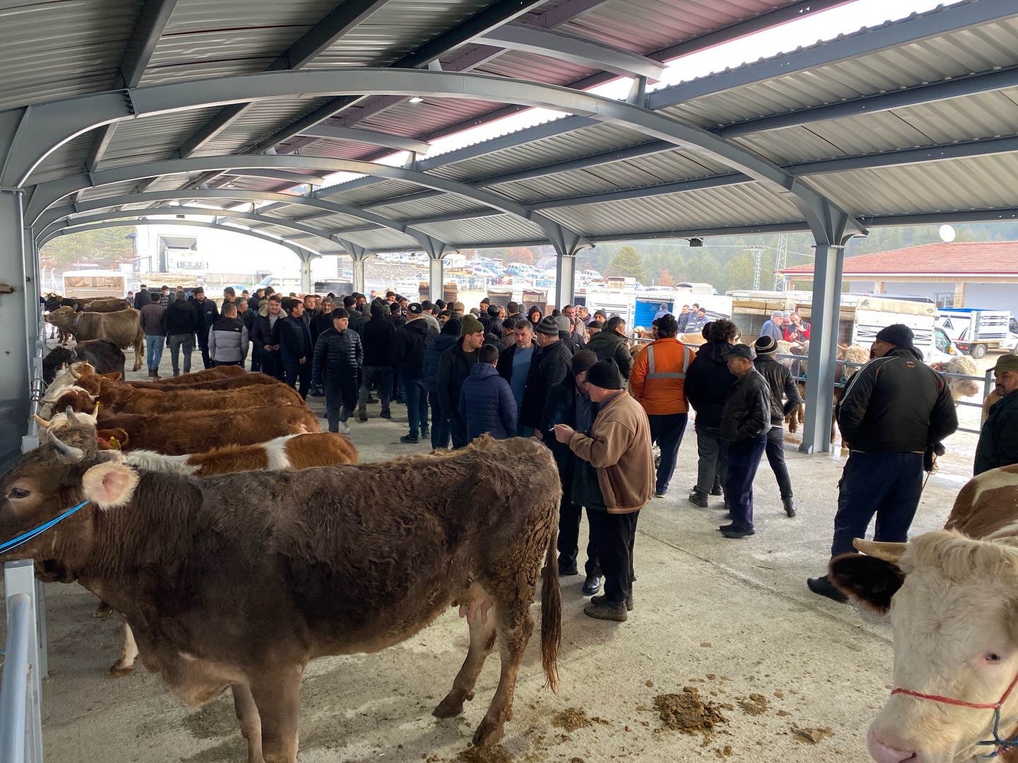 Kastamonu'nun Ilçesinde Yeni 'Canlı Hayvan Pazarı' Hizmete Açıldı 22