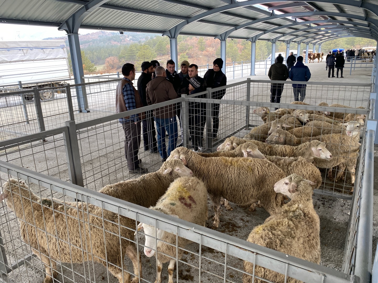 Kastamonu'nun Ilçesinde Yeni 'Canlı Hayvan Pazarı' Hizmete Açıldı 3