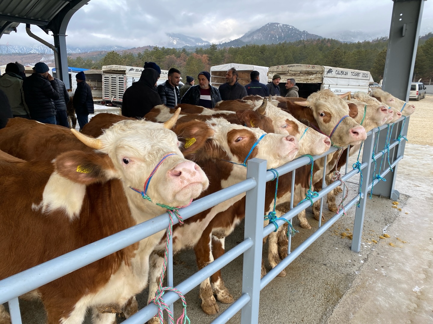 Kastamonu'nun Ilçesinde Yeni 'Canlı Hayvan Pazarı' Hizmete Açıldı 34