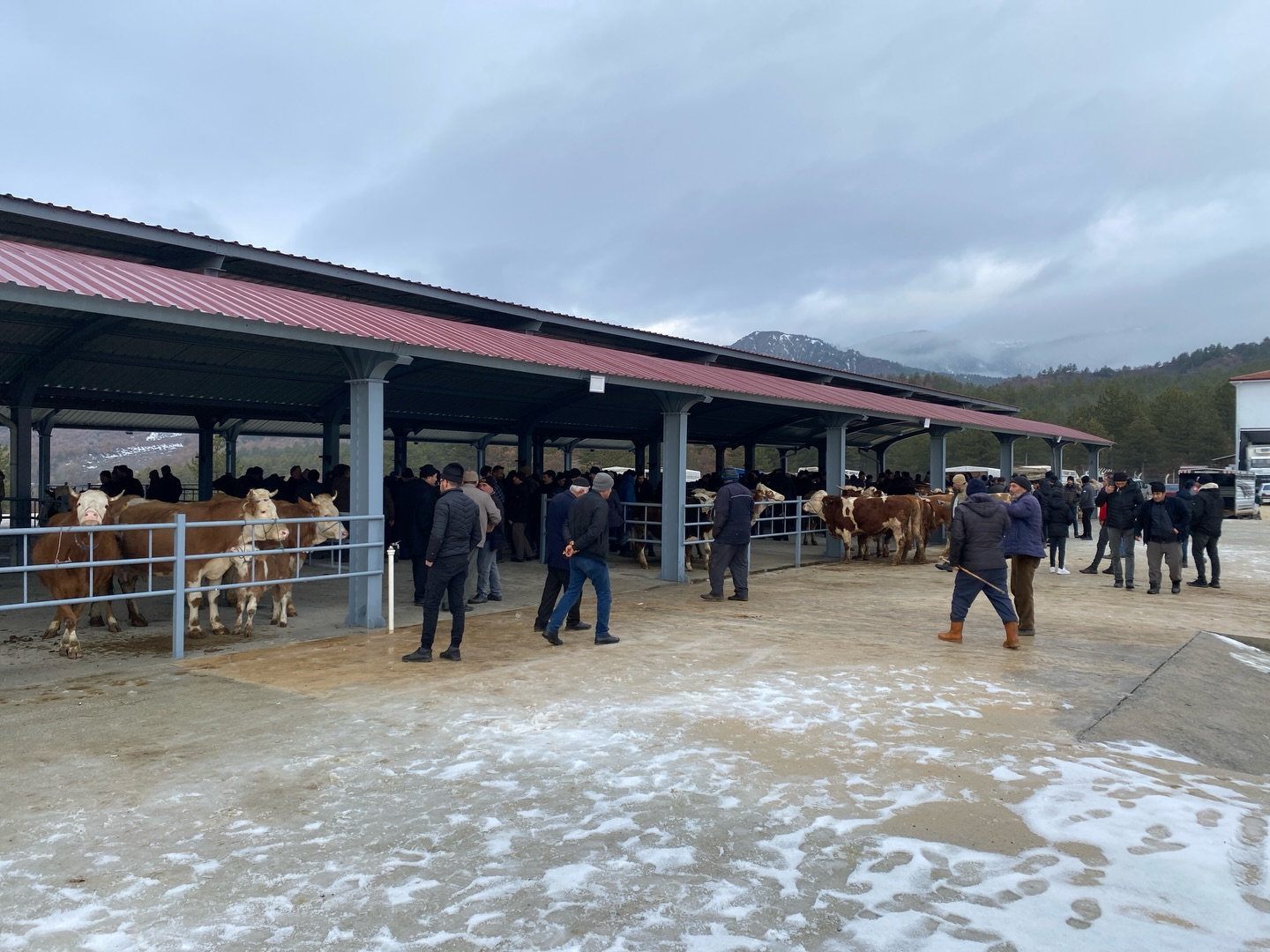 Kastamonu'nun Ilçesinde Yeni 'Canlı Hayvan Pazarı' Hizmete Açıldı 4