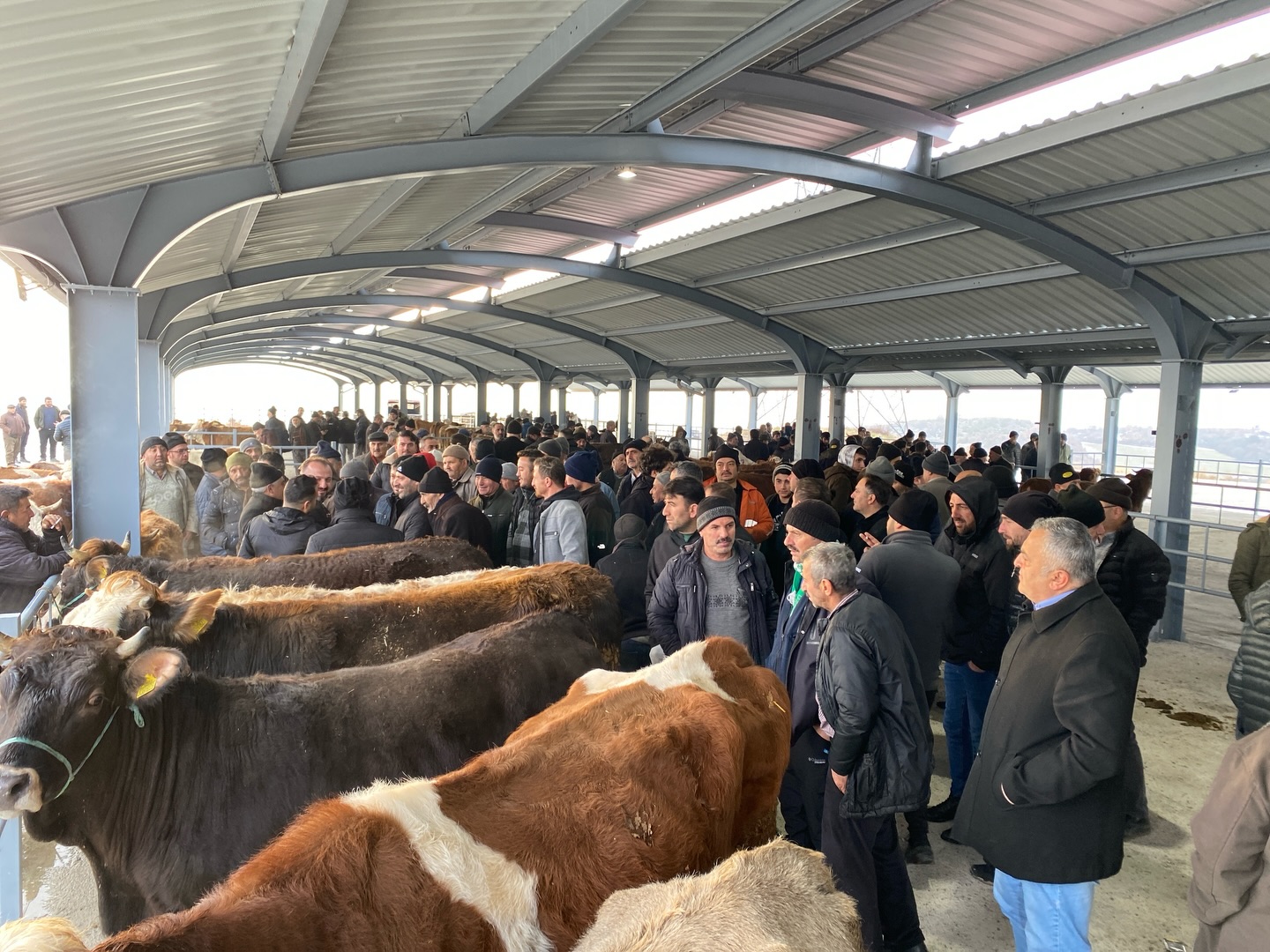 Kastamonu'nun Ilçesinde Yeni 'Canlı Hayvan Pazarı' Hizmete Açıldı 44