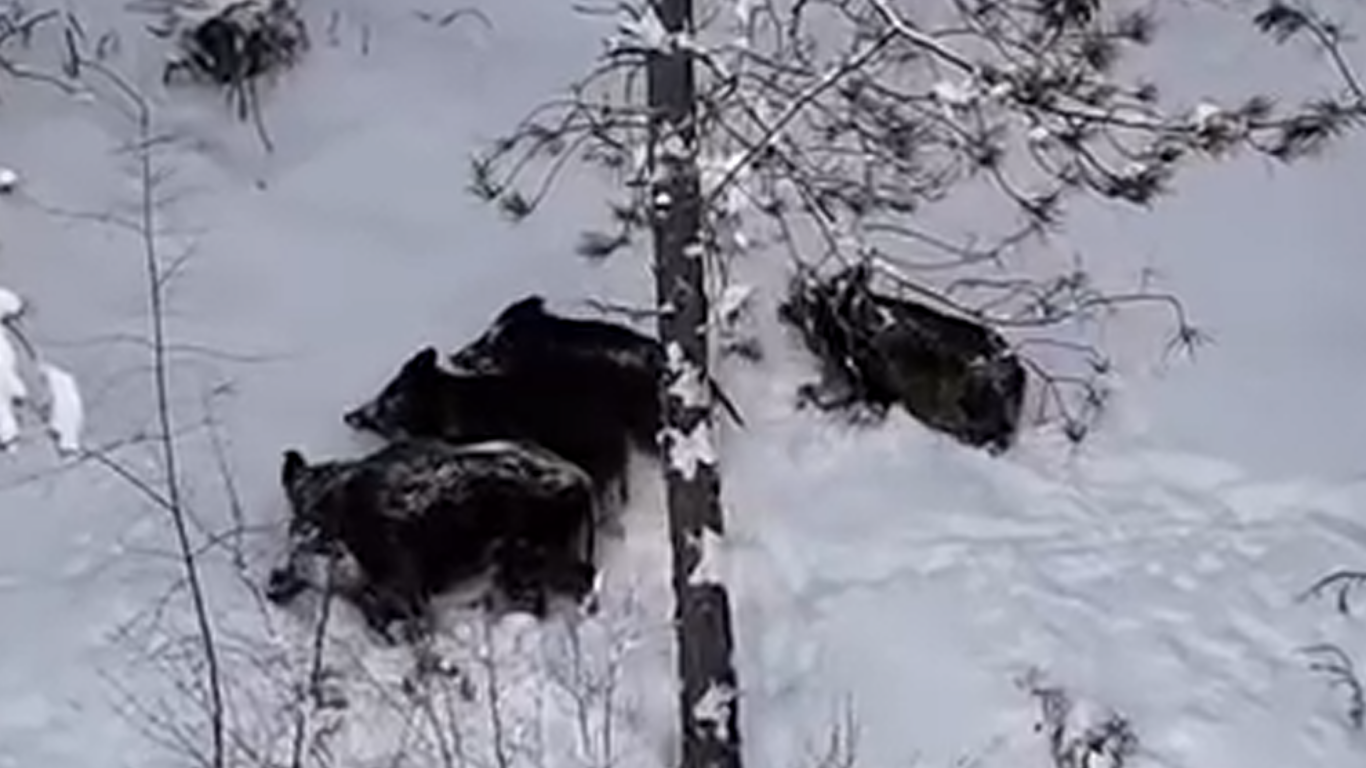 Kastamonu'nun İlçesinde Yoğun Kar Yaban Hayatını Yüzeye Çıkardı2