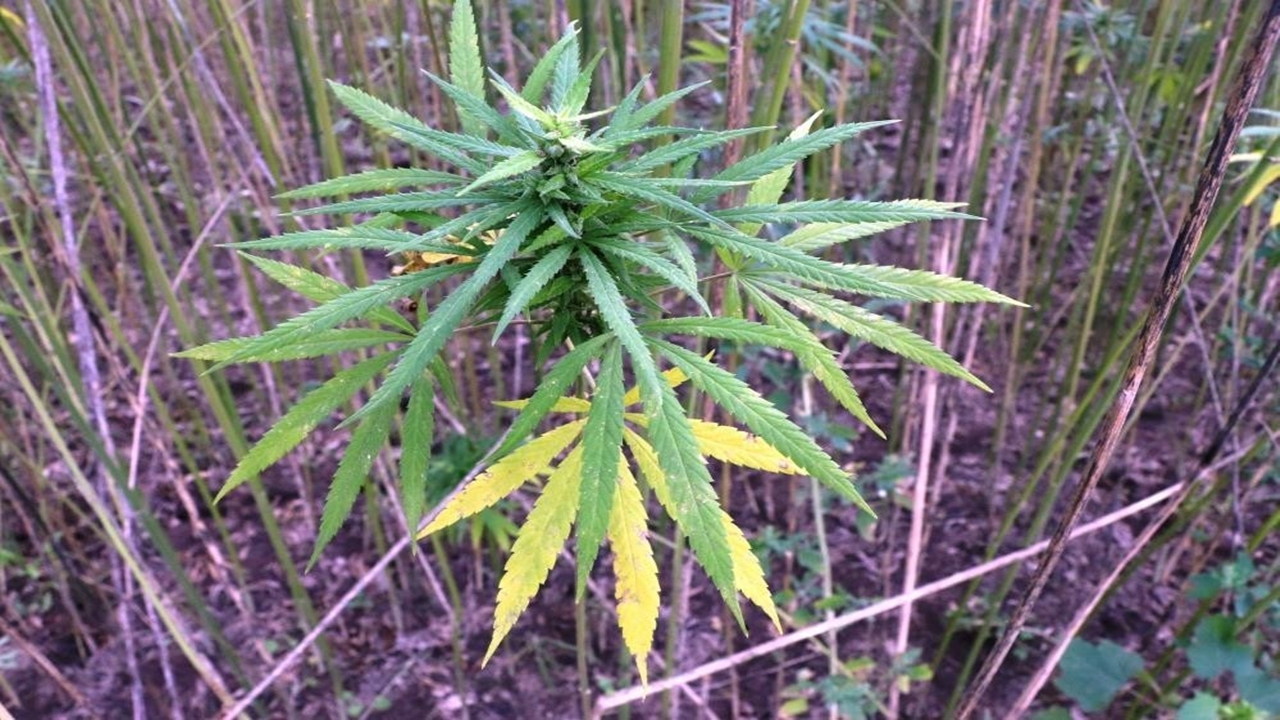 Kenevir Kendir Ekim Izin (1)