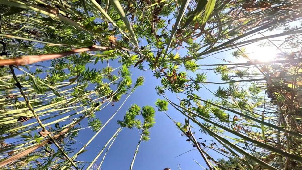 Kenevir Kendir Ekim Izin (2)