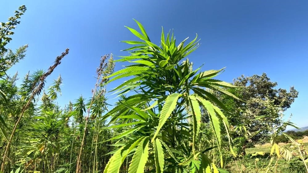 Kenevir Kendir Ekim Izin (3)