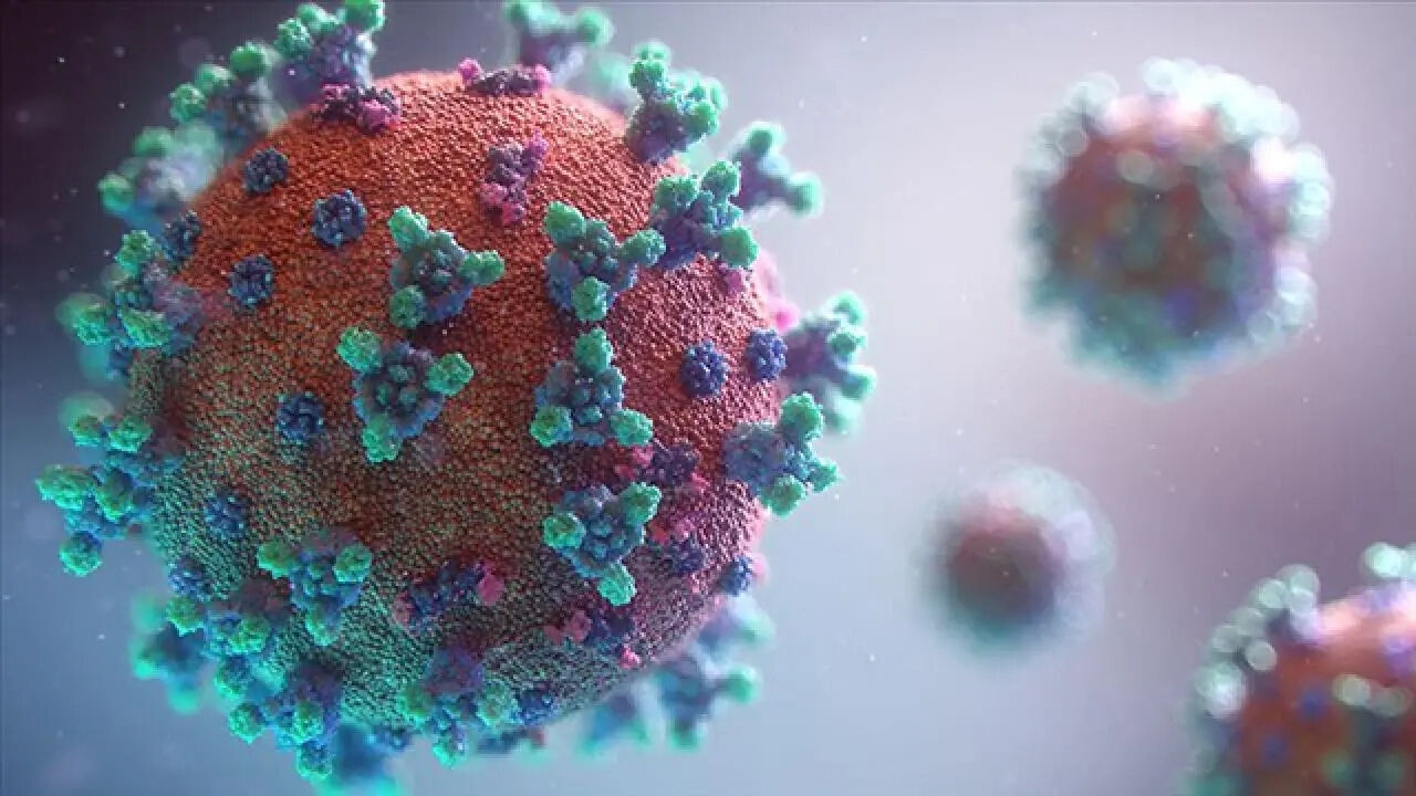 Nipah Virüsü (1)