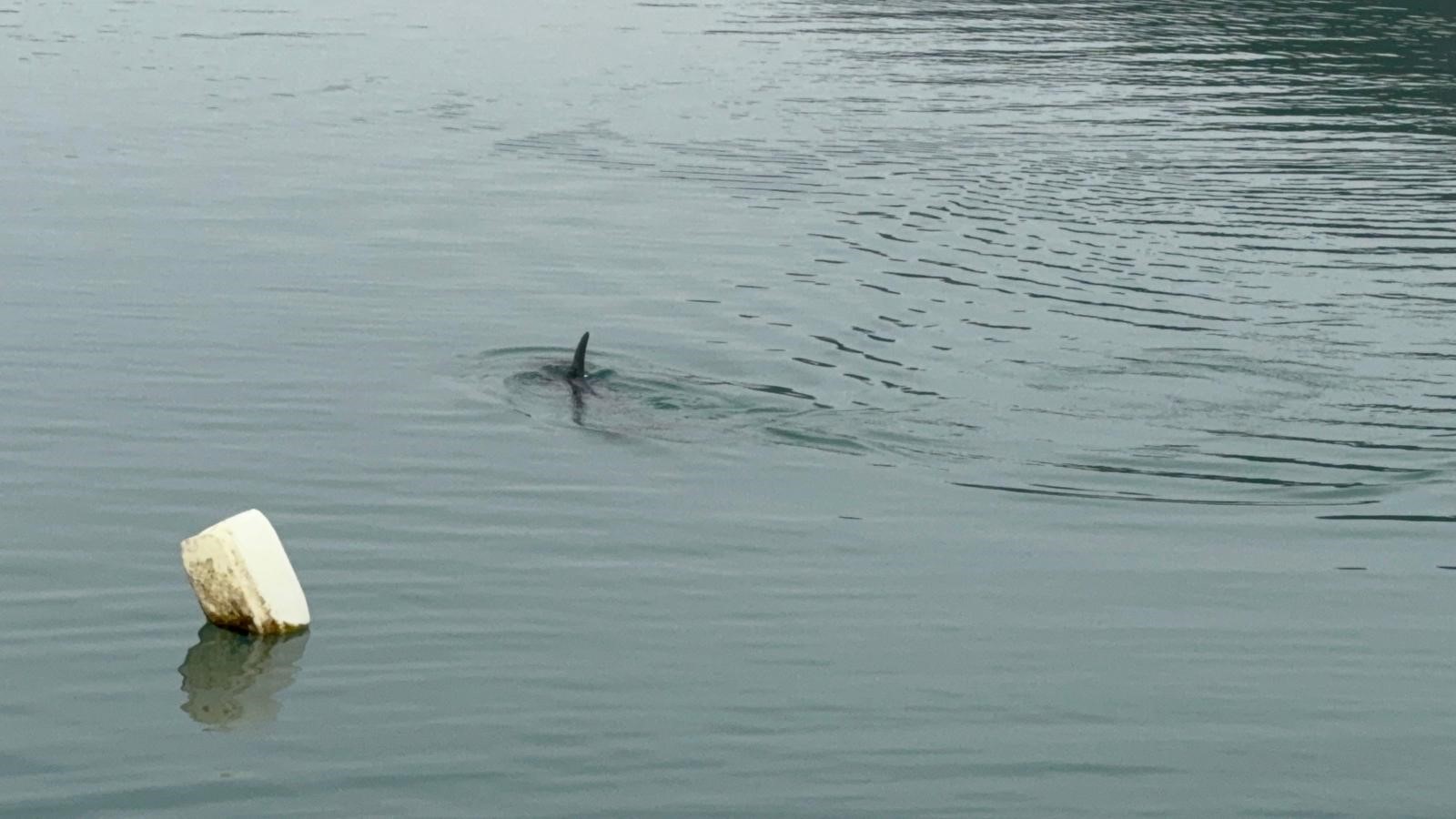 Sahil Güvenlik Operasyonu Limanda Mahsur Yunus Kurtarıldı3