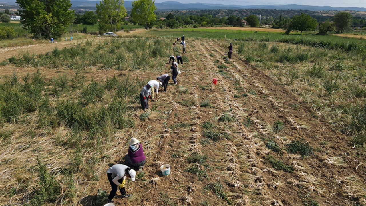 Sarımsak Işçisi Yevmiyesi 2026 Dikim Ve Çapa Ücreti Kaç Tl (1)