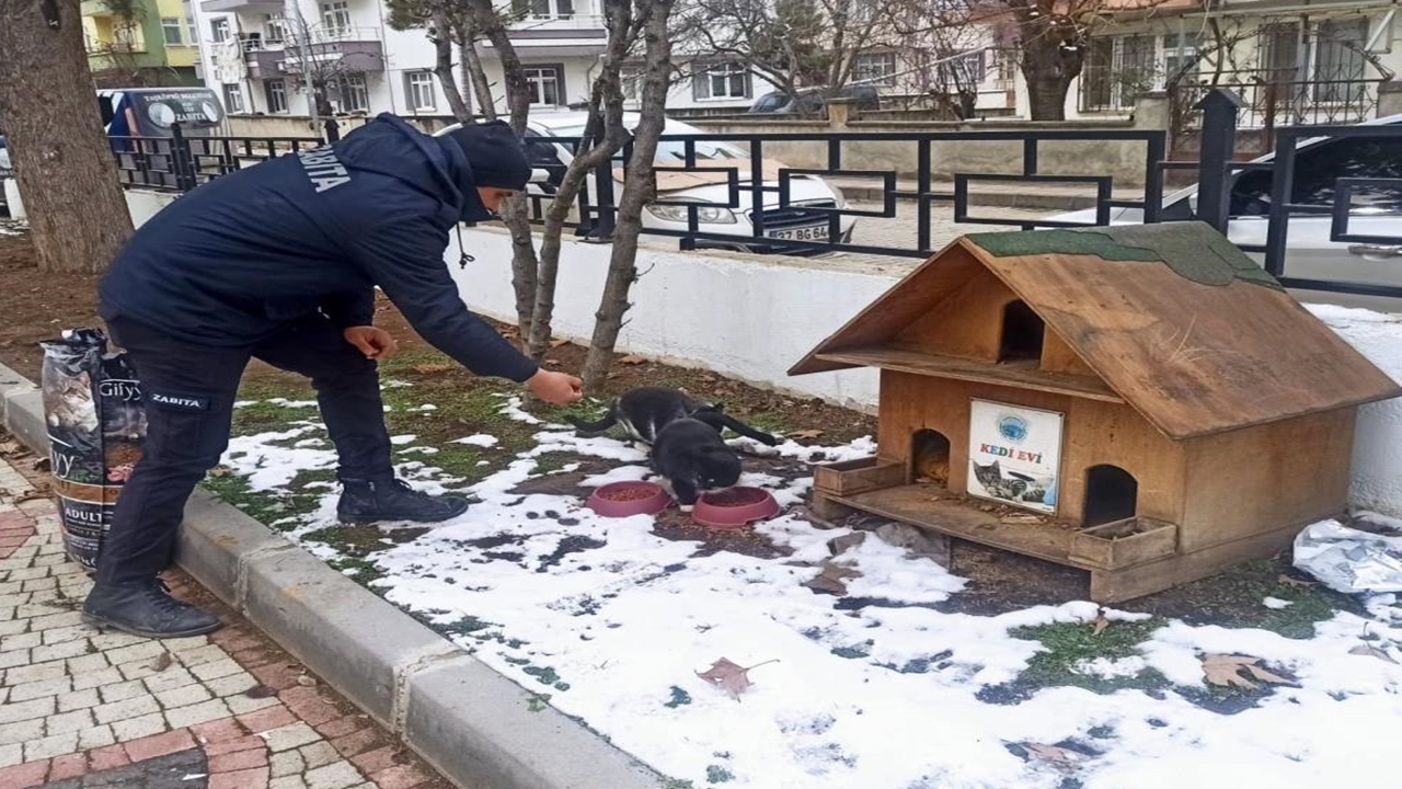 Taşköprü Belediyesi Sokak Hayvanları (2)