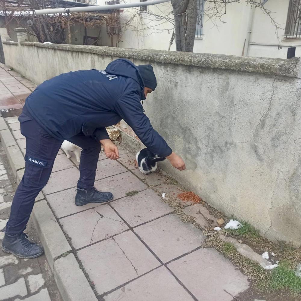 Taşköprü Belediyesi Sokak Hayvanları (3)