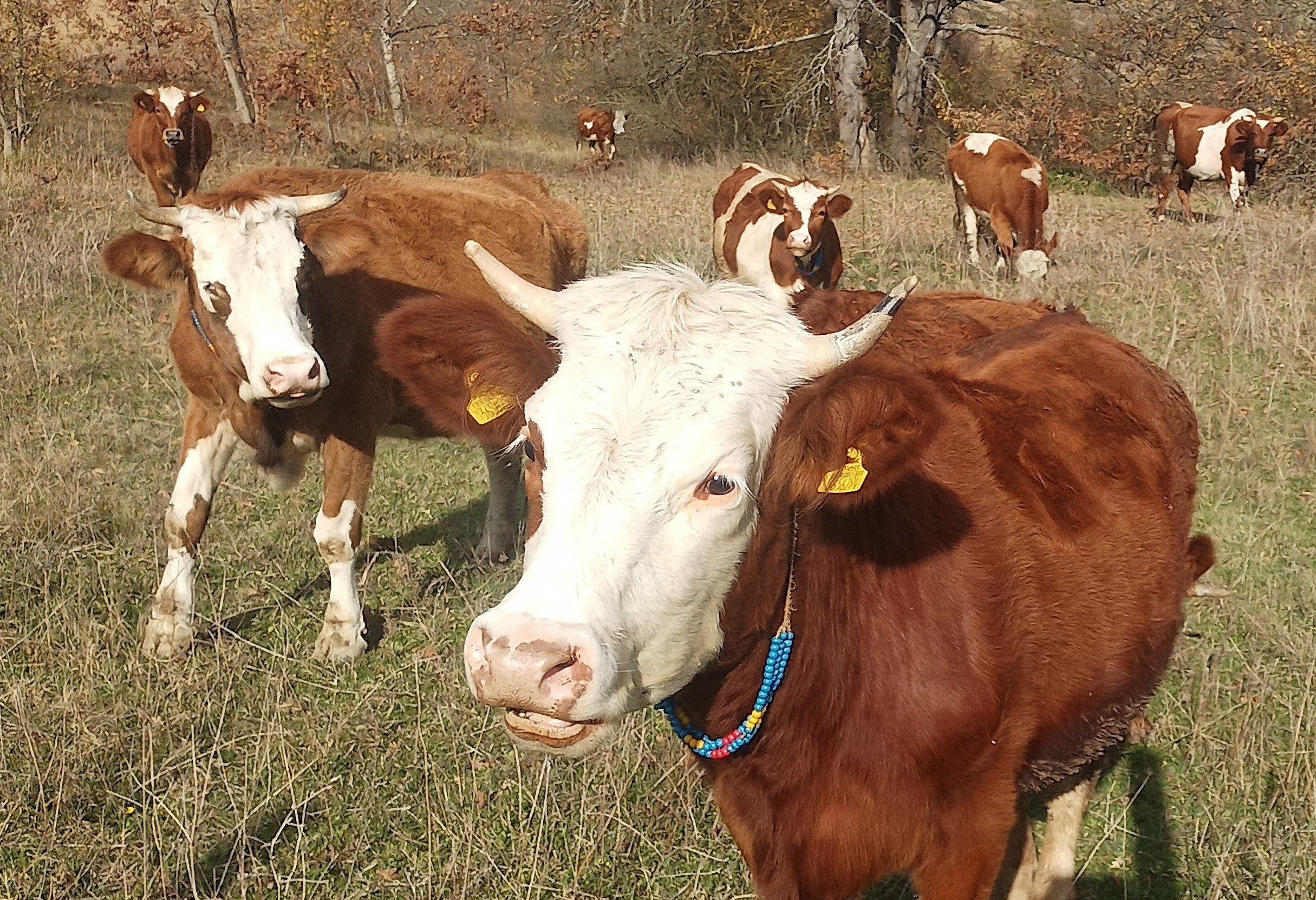 2026 İlkbahar Şap Aşılama Programı Başladı Hayvan Sağlığı Öncelikli