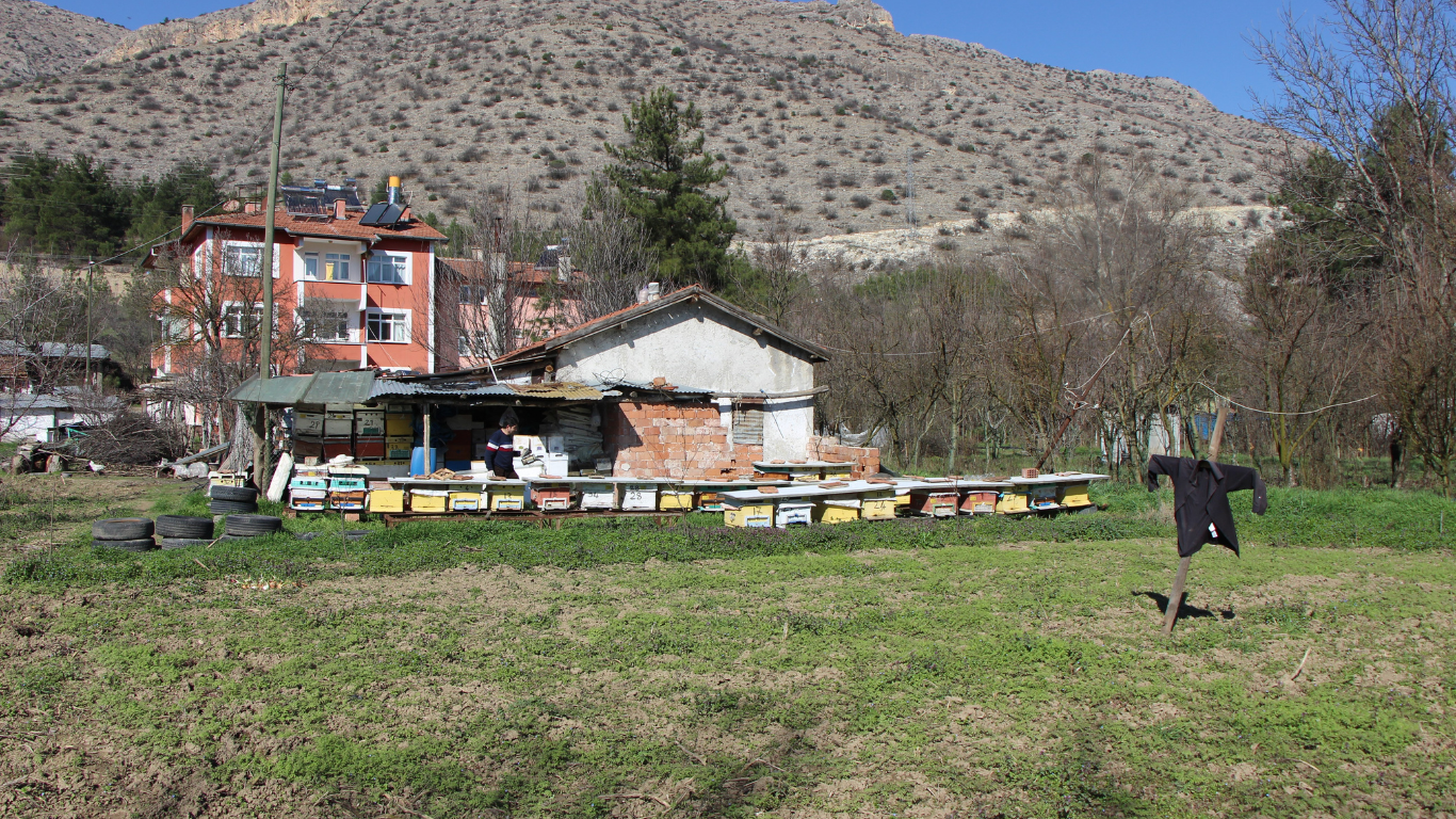 Arılar Arasında Siyasi Rekabet En Dolu Petek Kazandı-1