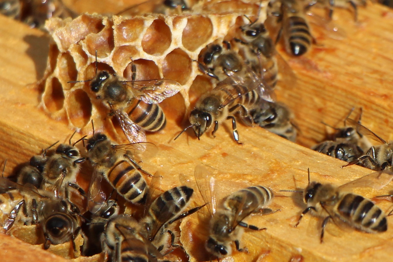 Arılar Arasında Siyasi Rekabet En Dolu Petek Kazandı