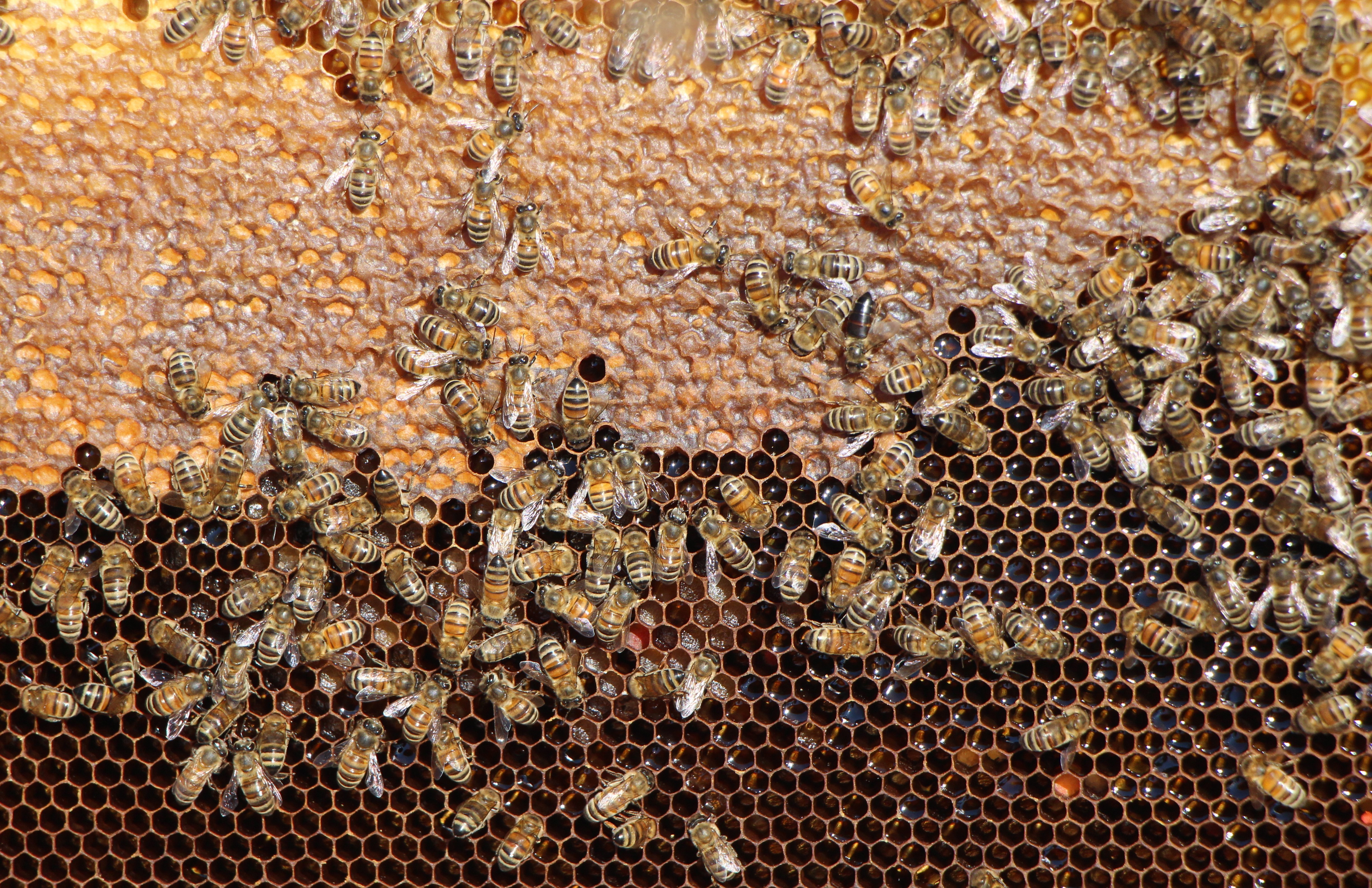 Arılar Arasında Siyasi Rekabet En Dolu Petek Kazandı3