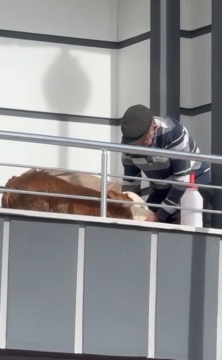 Buzağıyı Ahırdan Eve Taşıdı, Sonrası Herkesi Şaşırttı2