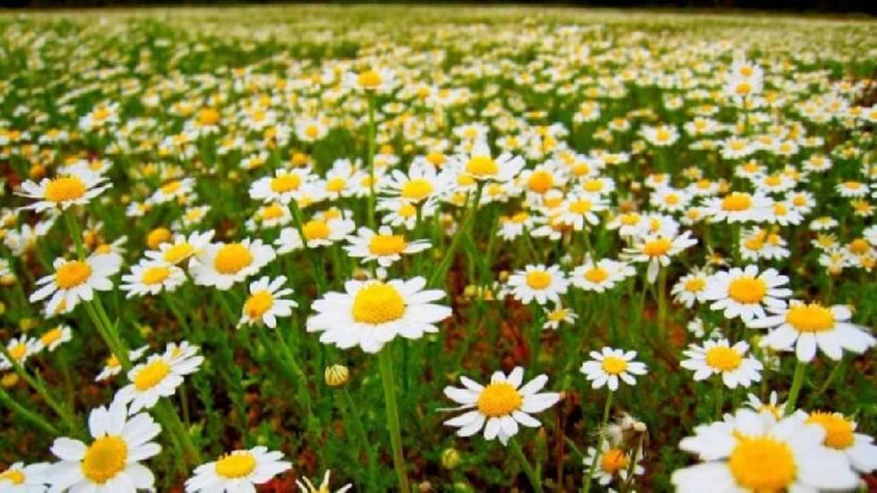 Cemre Nezaman Düşecek (1)