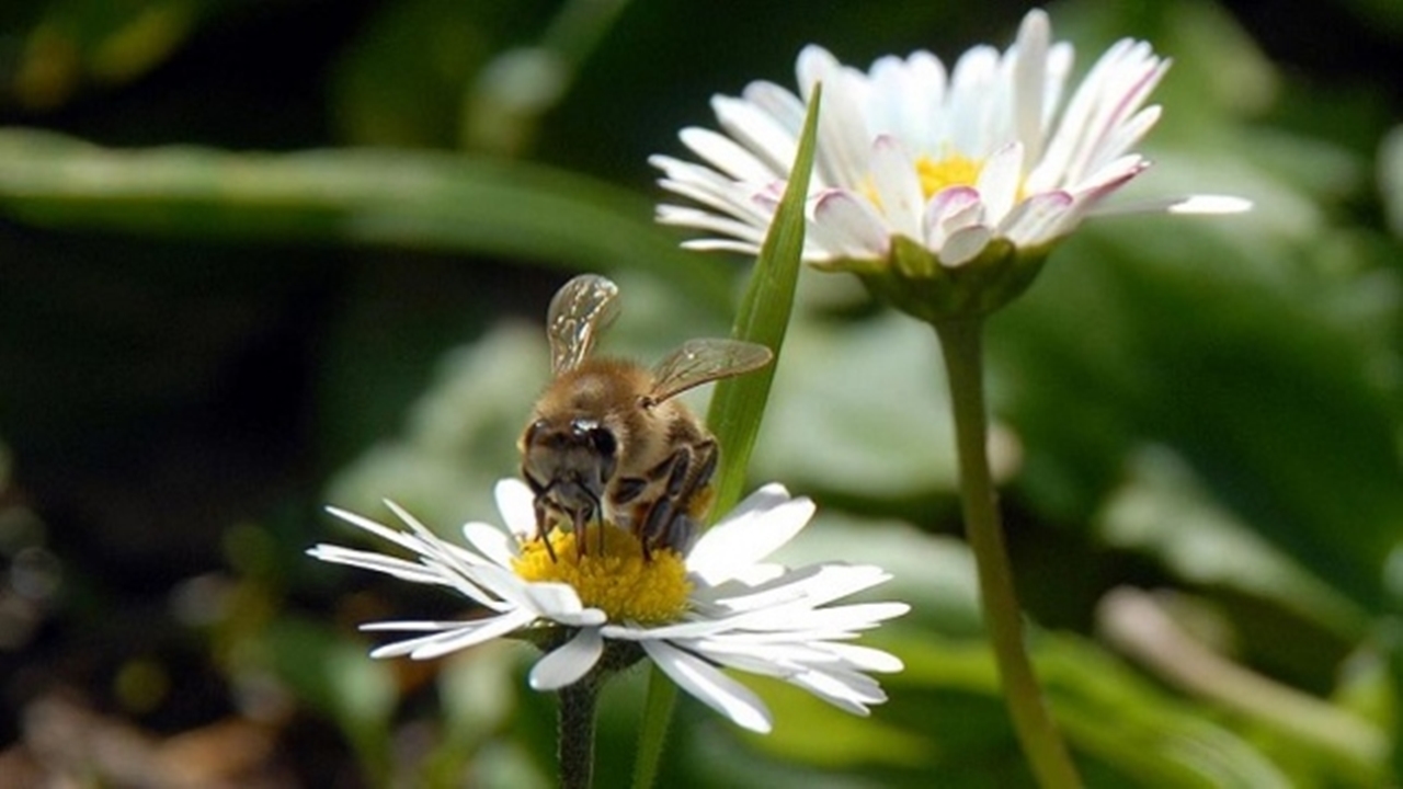 Cemre Nezaman Düşecek (2)