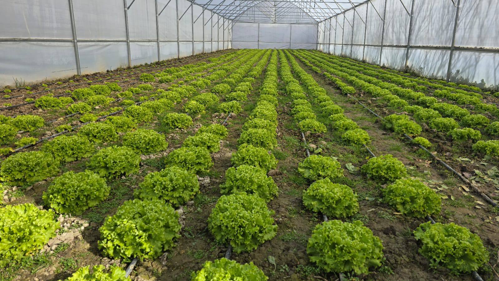 Hanönü'de Kadın Üreticiler Güçleniyor 4