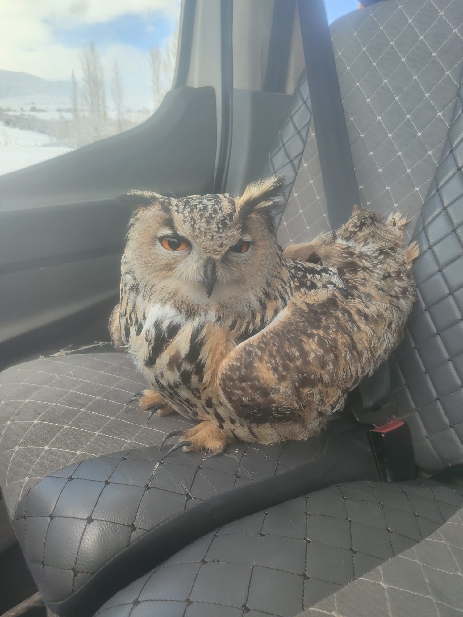 Hareketsizliğin Nedeni Yara Değildi Puhuda Ölümcül Virüs!2