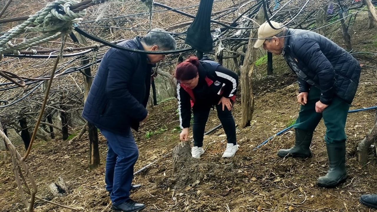 Inebolu Tarım Destek (2)