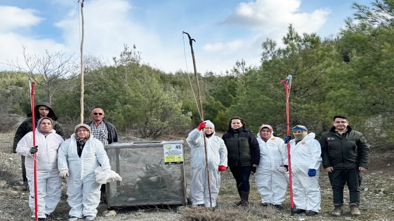 Kastamonu Ormanlarında Zararlı Avı (4)