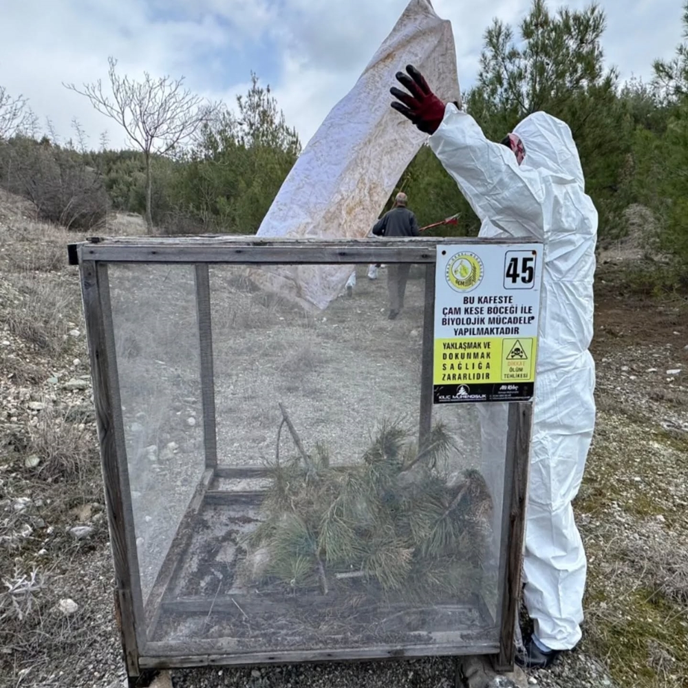 Kastamonu Ormanlarında Zararlı Avı (5)