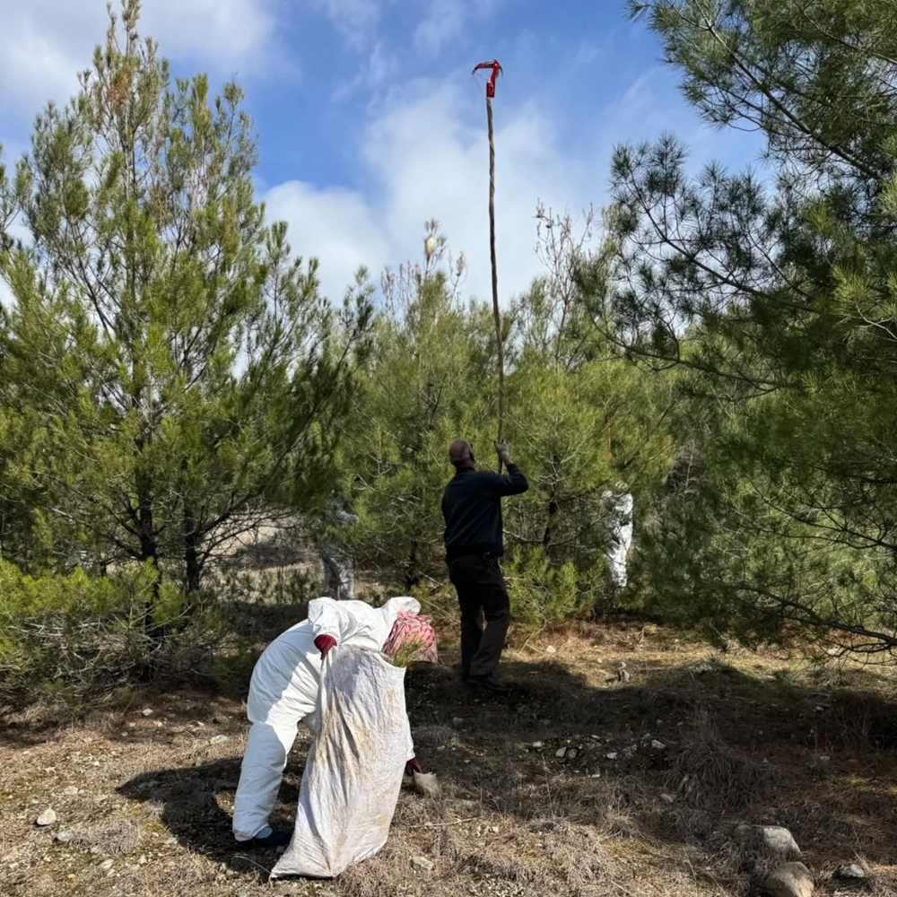 Kastamonu Ormanlarında Zararlı Avı (6)