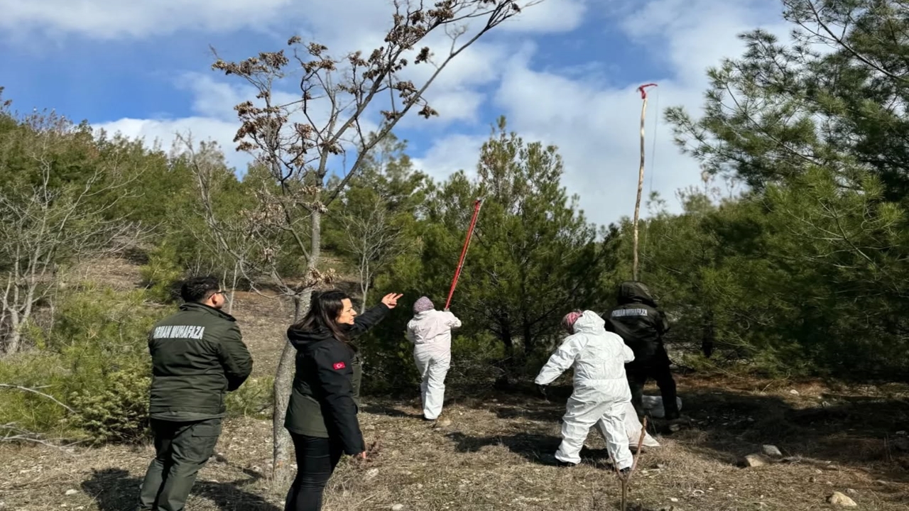 Kastamonu Ormanlarında Zararlı Avı (7)