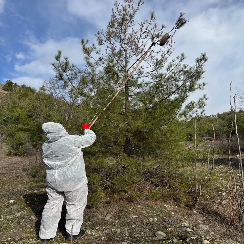 Kastamonu Ormanlarında Zararlı Avı (8)