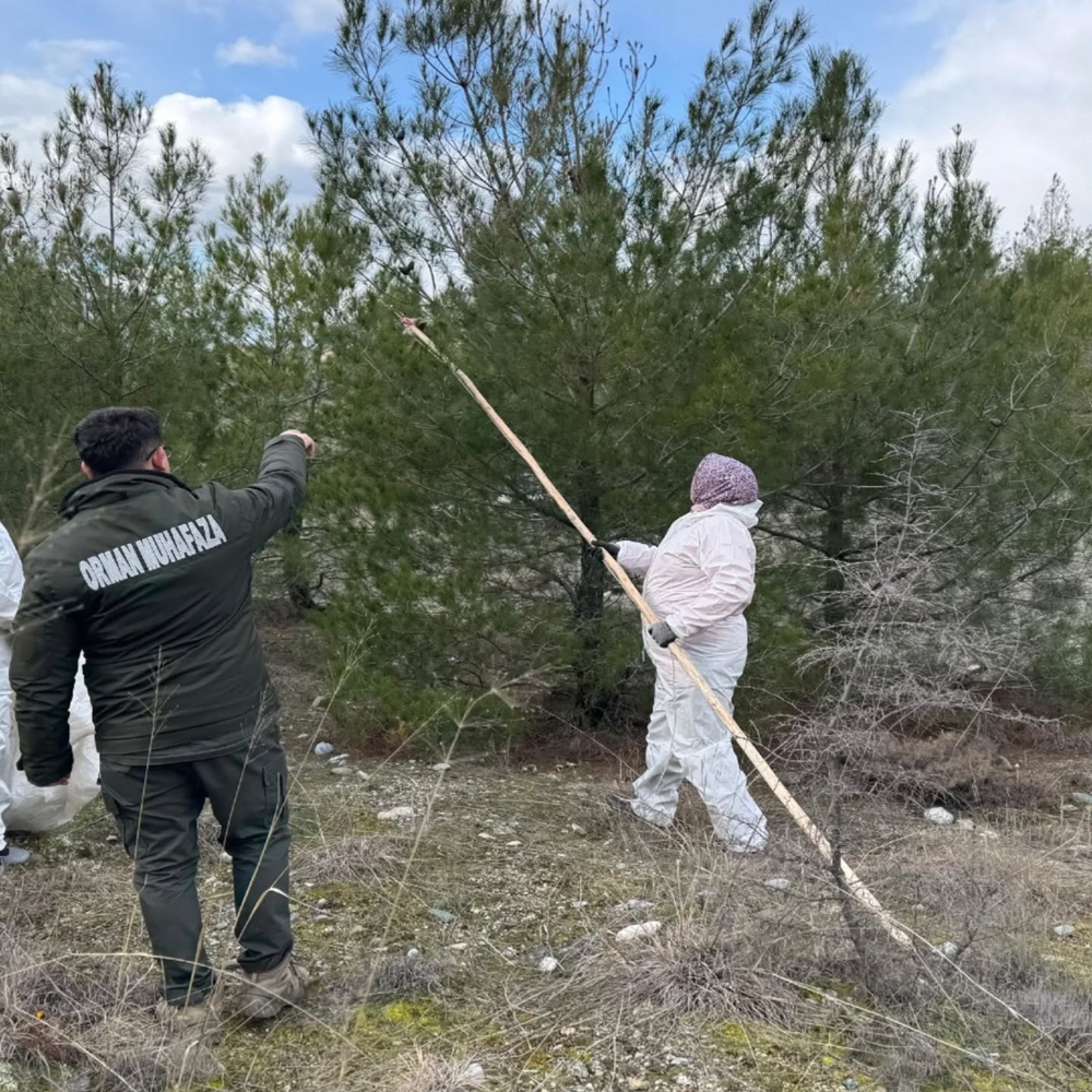 Kastamonu Ormanlarında Zararlı Avı (9)