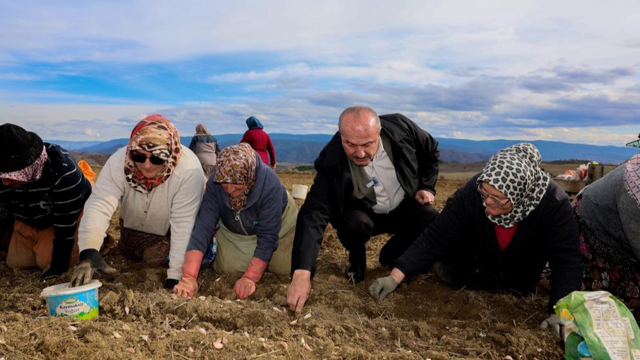 Kastamonu Taşköprü Sarımsak Erken Dikim (1)