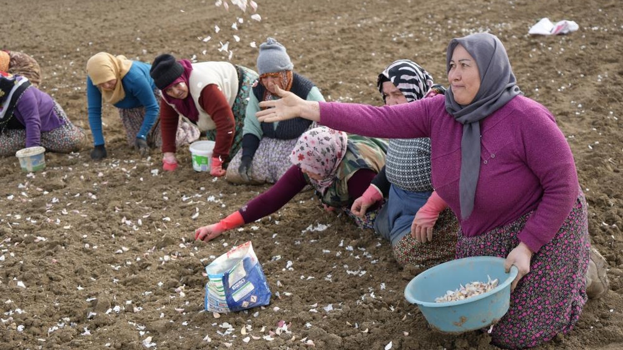 Kastamonu Taşköprü Sarımsak Erken Dikim (11)