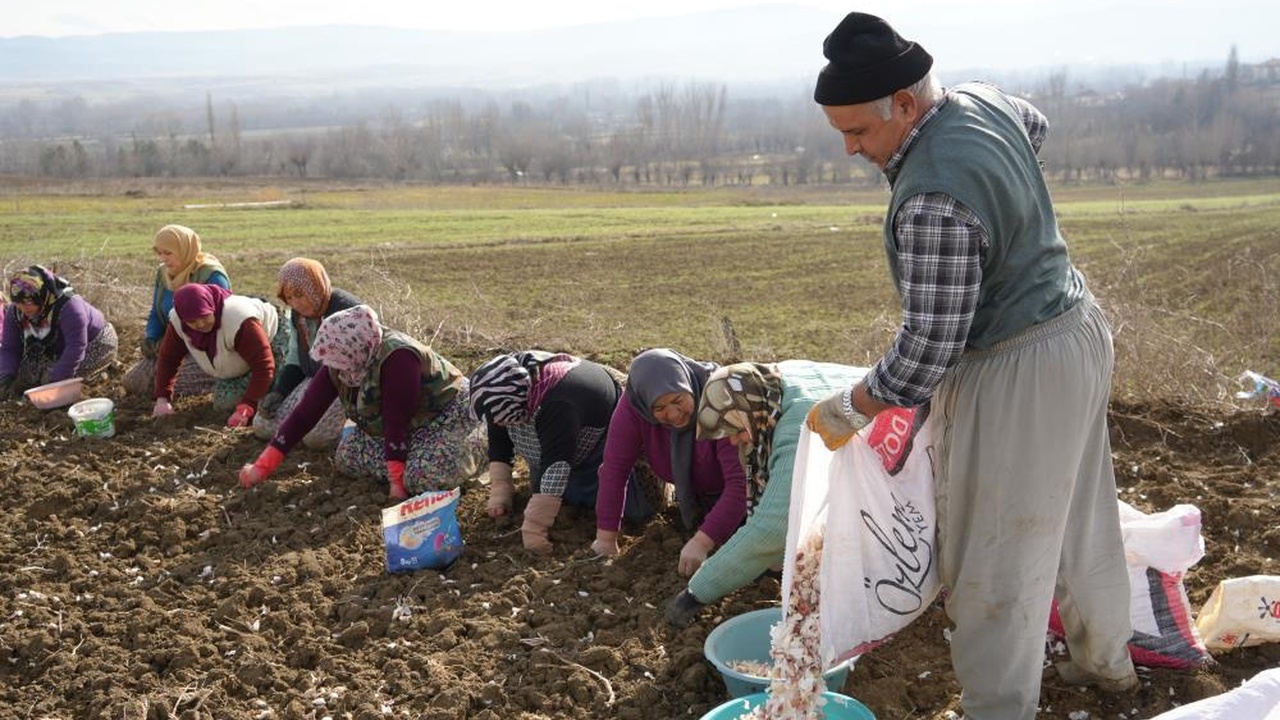 Kastamonu Taşköprü Sarımsak Erken Dikim (12)