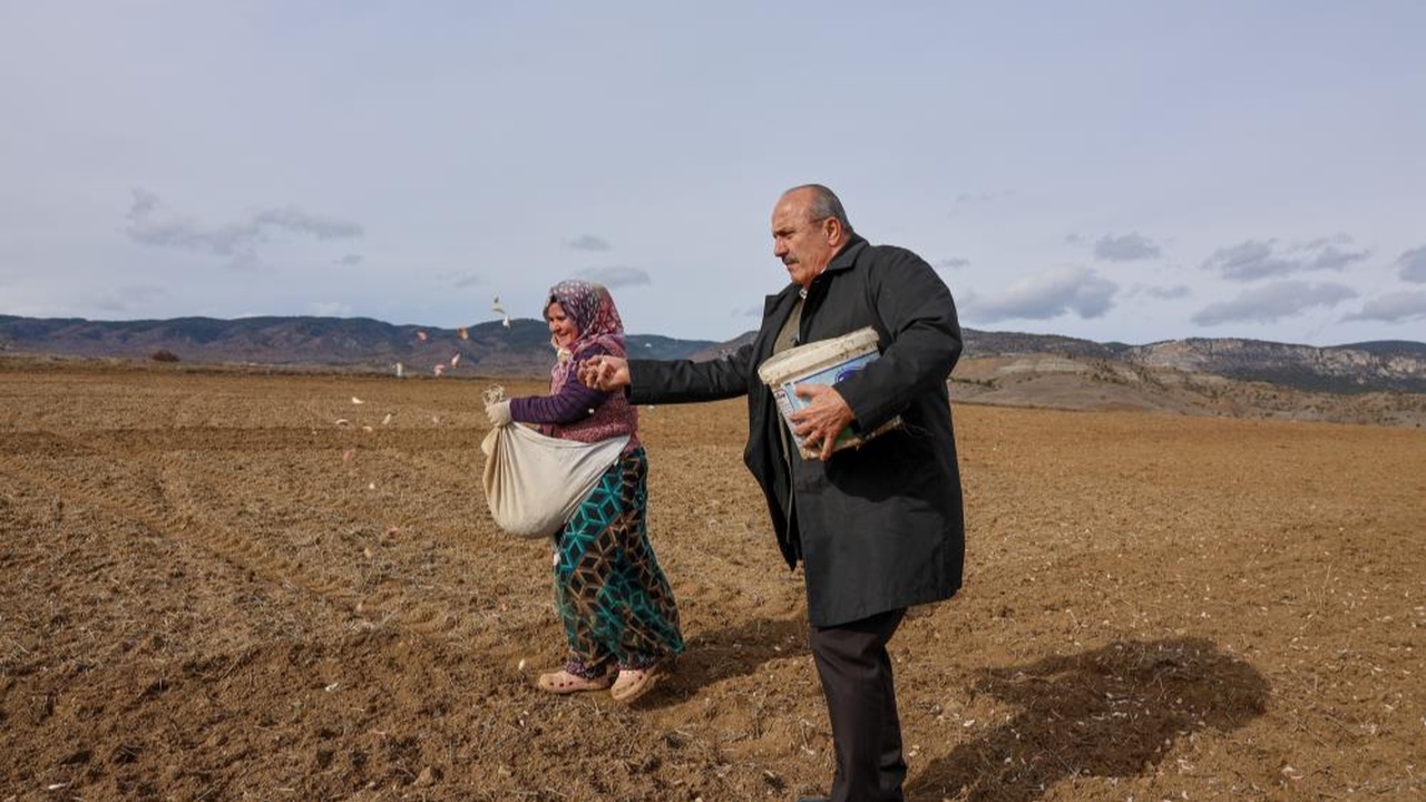 Kastamonu Taşköprü Sarımsak Erken Dikim (2)