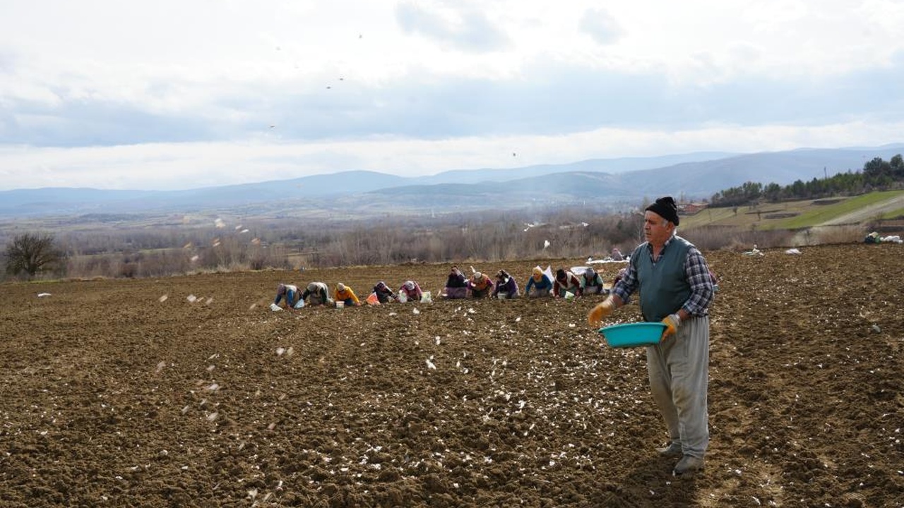 Kastamonu Taşköprü Sarımsak Erken Dikim (3)
