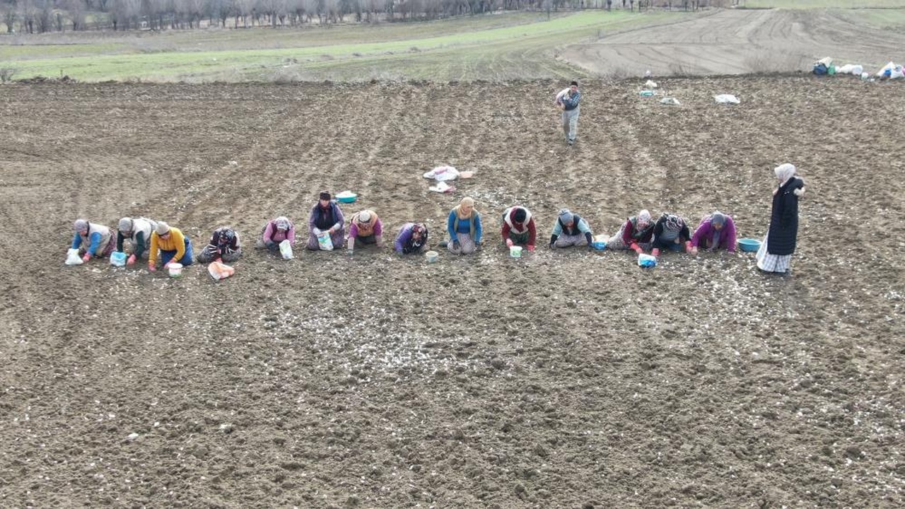 Kastamonu Taşköprü Sarımsak Erken Dikim (4)