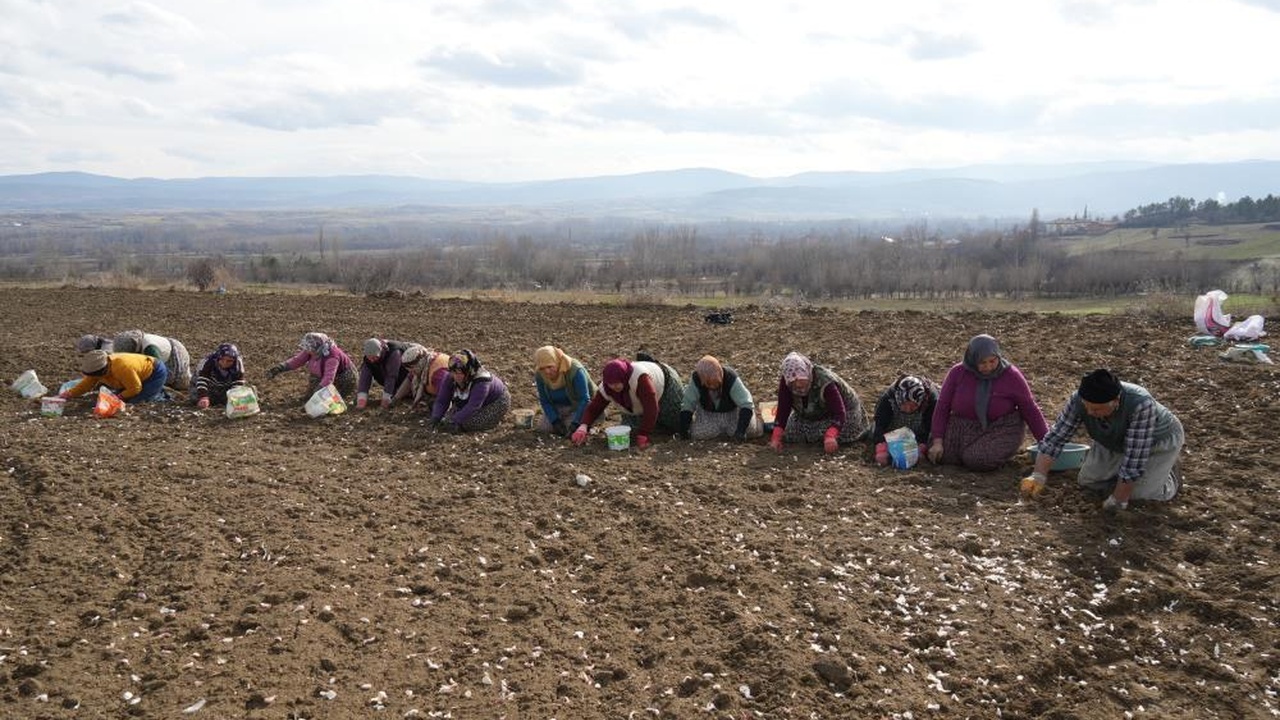Kastamonu Taşköprü Sarımsak Erken Dikim (5)