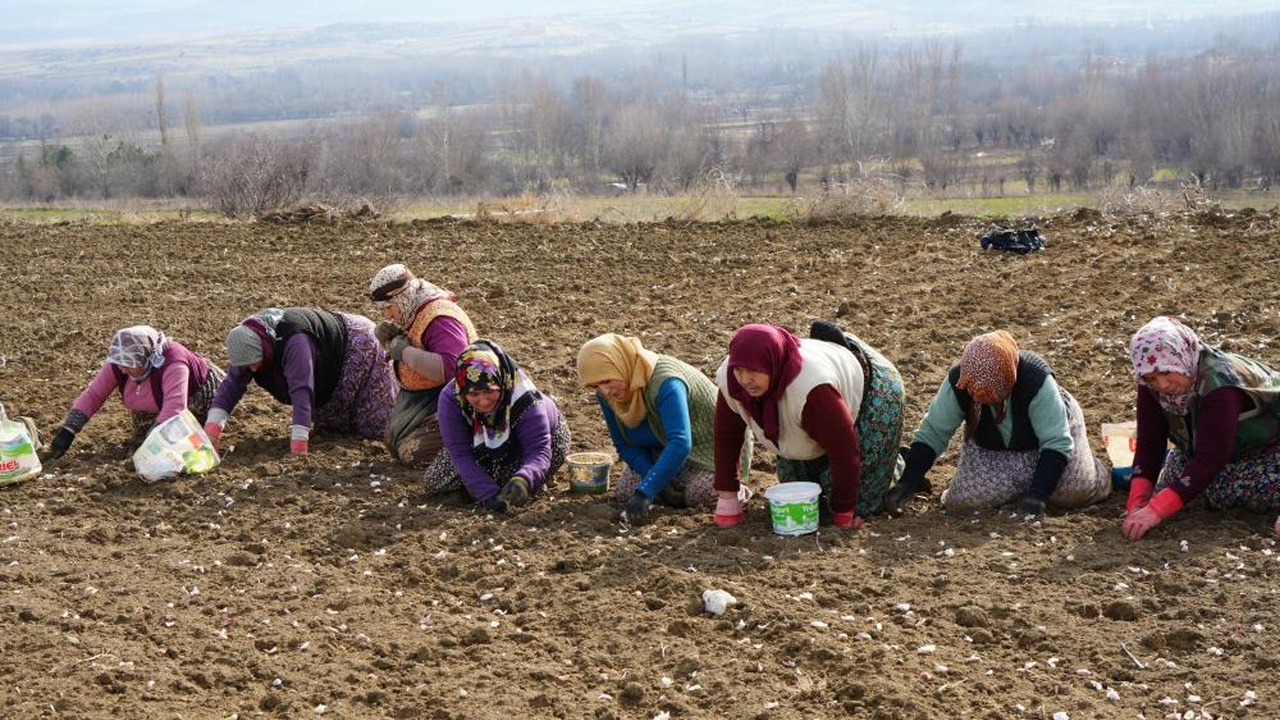 Kastamonu Taşköprü Sarımsak Erken Dikim (6)