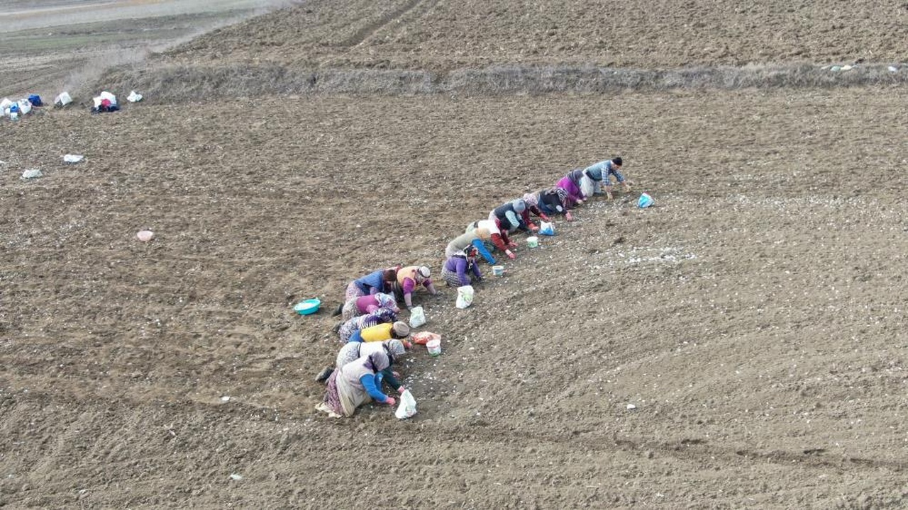 Kastamonu Taşköprü Sarımsak Erken Dikim (8)