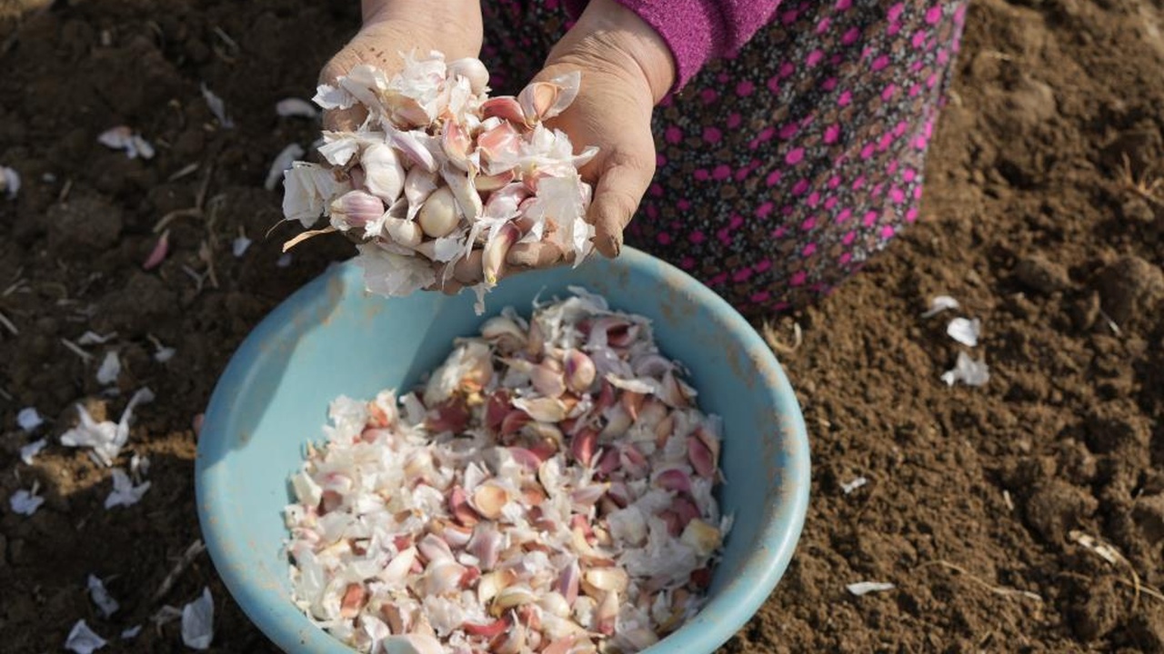 Kastamonu Taşköprü Sarımsak Erken Dikim (9)