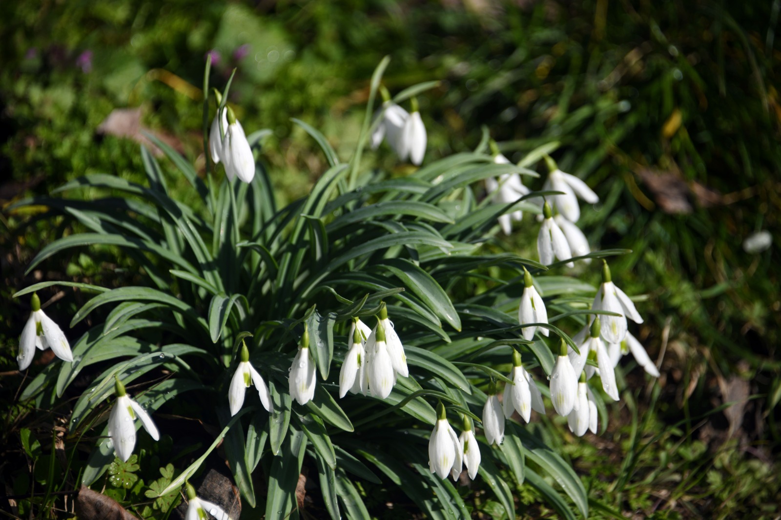 Kastamonu'da Kardelenler Bu Yıl Erken Açtı 48