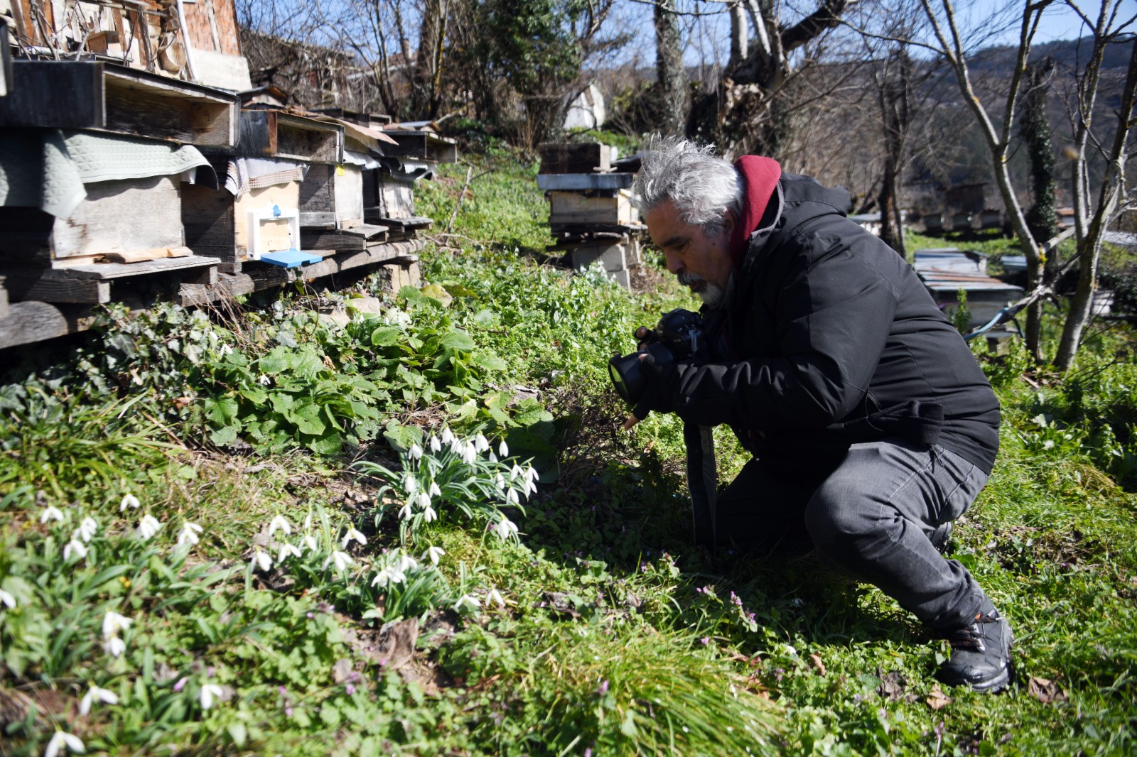 Kastamonu'da Kardelenler Bu Yıl Erken Açtı 56