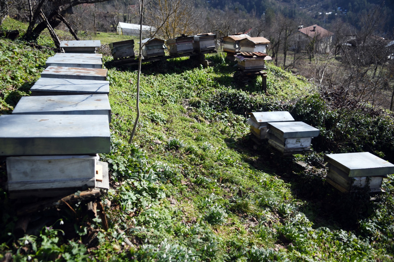 Kastamonu'da Kardelenler Bu Yıl Erken Açtı 58