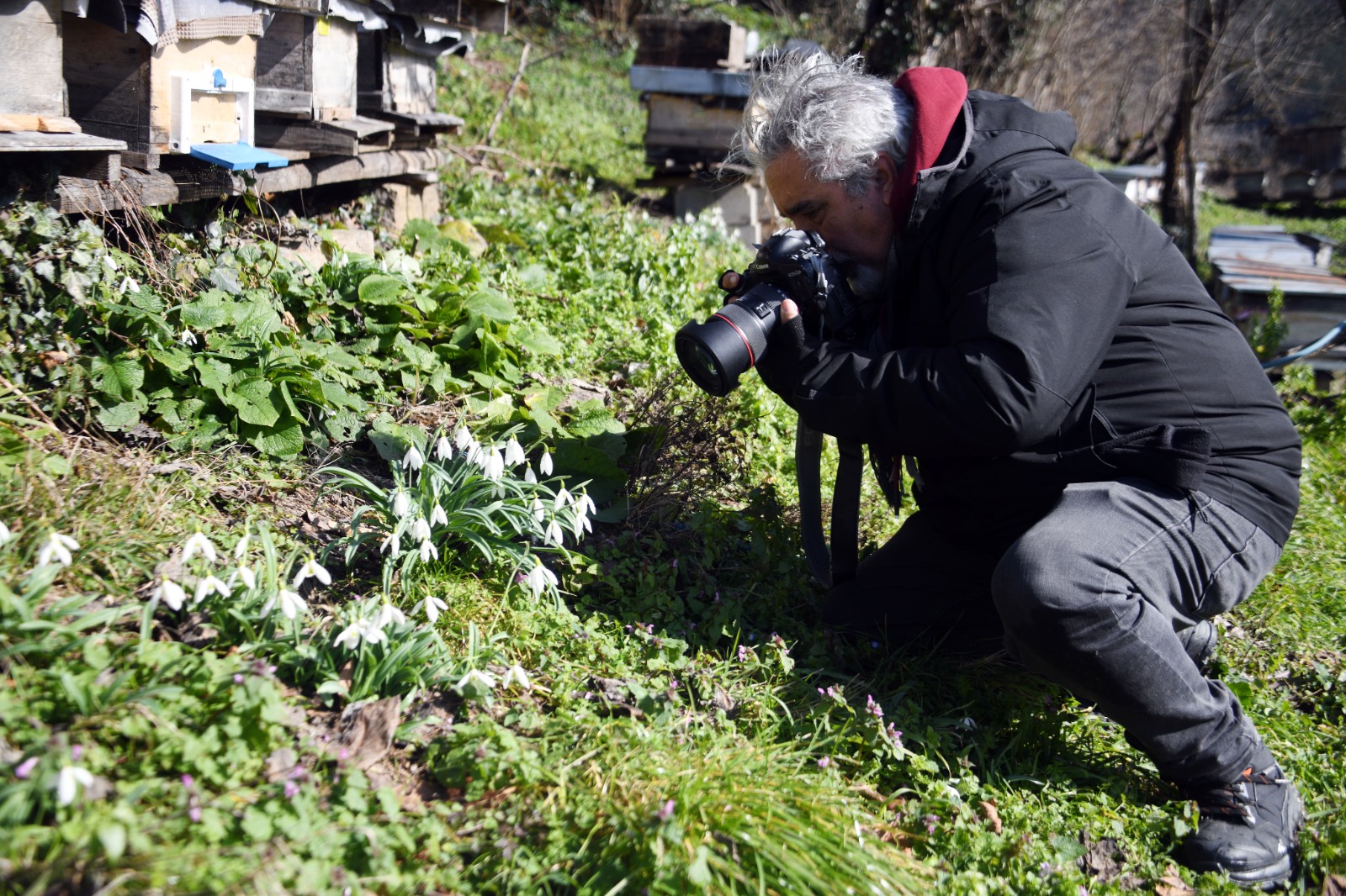 Kastamonu'da Kardelenler Bu Yıl Erken Açtı 66