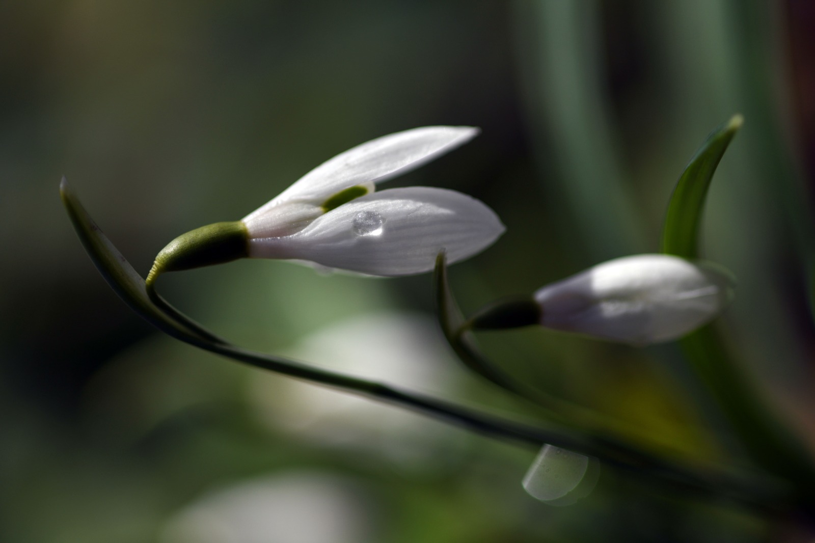 Kastamonu'da Kardelenler Bu Yıl Erken Açtı 888888888888888